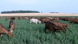 Lélevage de chèvres une vidéo Soignon [upl. by Nodnarbal]