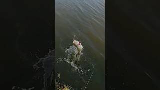 Pond bass front flips in and back flips out  BFS Fishing [upl. by Htebazileharas]