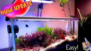 MACROalgae Aquarium  4 months update post fail EASY [upl. by Hgieliak]