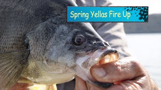 Spring Golden perch Blowering dam session [upl. by Anaele]