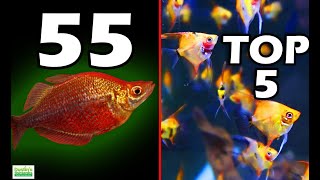 The Best Cichlid Stocking Options for 55 Gallon Aquariums [upl. by Enyrehtac506]