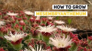 Mesembryanthemum Growing Guide Ice Plant by GardenersHQ [upl. by Hein]