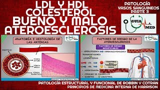 ATEROESCLEROSIS Y ARTERIOESCLEROSIS  GuiaMed [upl. by Hsiekal321]