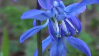 Siberian squill  Scilla siberica [upl. by Amsed443]