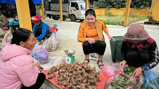 Harvesting Galangal Roots Goes to the market sell  Gardening  Hà Tòn Chài [upl. by Reed317]