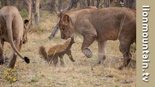 🍯🦡 Fearless Honey Badger takes on 6 Lions 🦁🦁  Caught in the Act [upl. by Anaela]