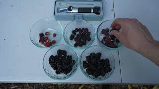 Comparing Blackberries Loganberries Tayberries and Marionberries [upl. by Ahsrat123]