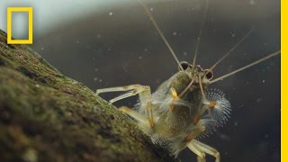 Thanks to Shrimp These Waters Stay Fresh and Clean  Short Film Showcase [upl. by Yenahpets]