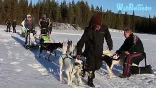 Hundeschlittenfahrt in Lappland [upl. by Nnaeed]