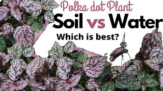 How to Propagate Polka Dot Plant Hypoestes Water vs Soil Propagation HD 1080p [upl. by Nwahsirhc]