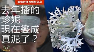 【鹿鹿好可愛鹿角蕨播孢經驗分享】去年播的珍妮現在變成真泥了？Pwillinckii JennyHow to sow staghorn fern spores [upl. by Quirita]