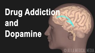 Mechanism of Drug Addiction in the Brain Animation [upl. by Harraf]