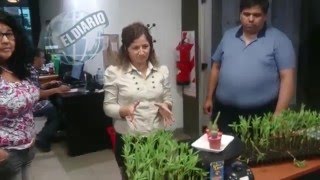 Cómo plantar la crotalaria para combatir al Aedes aegypti [upl. by Aierb]