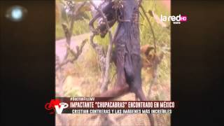 Impactante quotChupacabrasquot encontrado en México [upl. by Haldis684]