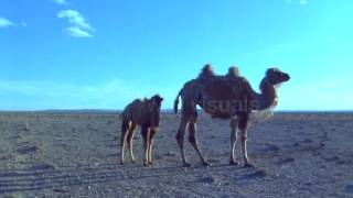 Camel and Calf Walking In the Desert [upl. by Borlase]