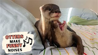 These Cute Otter Noises Will Make Your Day 🥰 Part I [upl. by Weisburgh]