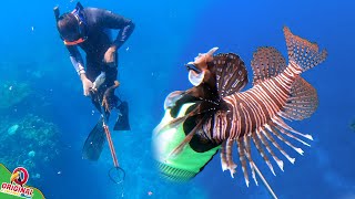 Diving New Location and Shooting Fish  Lion Fish Catch N Cook [upl. by Vaughan662]