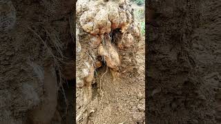 A Huge lobata Root satisfying short [upl. by Yelah771]