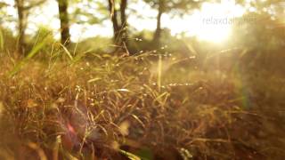 Beautiful Slow Instrumental  music for studying background healing relax  relaxdaily N°062 [upl. by Kinata]