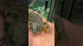 ‘Styx’ Ocellated Uromastyx eating bee pollen One of the only lizards that is a herbivore lizard [upl. by Yug]