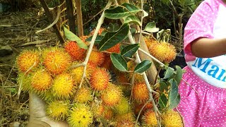 Vlog 1 Dwarf Rambutan Fruit Tree by Grafting Examples [upl. by Eltsirc]