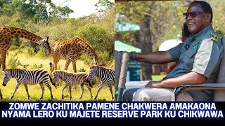 ZIMENE ZACHITIKA KU MAJETE GAME RESERVE PARK PAMENE A PRESIDENT CHAKWERA AMAKAONA ZINYAMA LERO [upl. by Avilla]