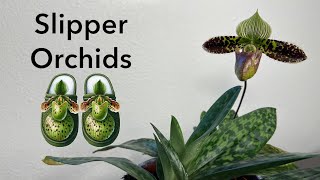 Potting Paphiopedilum Orchid Divisions [upl. by Conlen]