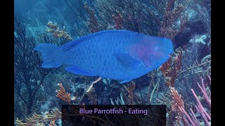 Blue Parrotfish Eating and Hanging out – Bonaire [upl. by Hareenum717]