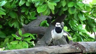 ハクセキレイの鳴き声 Motacilla alba lugens [upl. by Elleon]