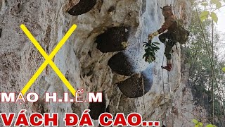 MẠO HIỂM KHAI THÁC NHỮNG TỔ ONG RỪNG TRÊN VÁCH ĐÁ CAO [upl. by Leahciam]