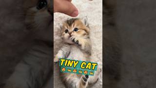 🐈 TINY CAT ARE THE BEST 🐈 The Munchkin Cat Breed [upl. by Martinson]