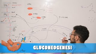 Metabolismo gluconeogenesi [upl. by Kilmarx]