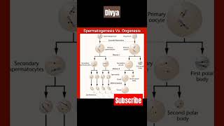 Spermatogenesis ampOogenesisscience biology neet competition medical educationytshorts viral [upl. by Akemrehs926]