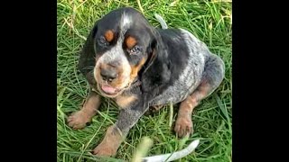 BEAUTIES Blue eyed BLUETICK COONHOUND puppies 55 weeks old [upl. by Doig]