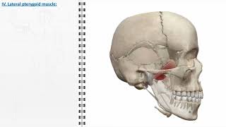 Masticatory muscles [upl. by Gosser]