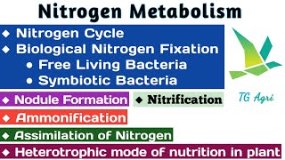 Nitrogen cycle  नाइट्रोजन चक  Niteogen fixation  Nitrogen metabolism in plants [upl. by Wallack291]