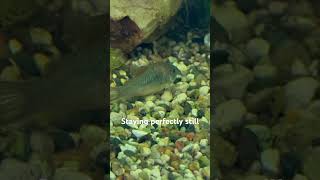 Green Aeneus Cory Catfish  A New Addition To The Aquarium [upl. by Eintruoc442]