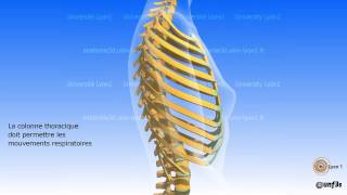 La colonne vertébrale Régions vertébrales et courbures vertébrales [upl. by Ysle]