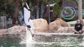 Commersons Dolphin Training Session  Aquatica Orlando  March 7 2022 [upl. by Jeggar]