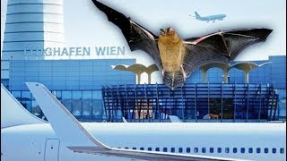 SML quotOriginal Sinquot AllFemale Island VirginShaming amp Kavanaugh Swarm of Bats at Vienna Airport [upl. by Nerag771]