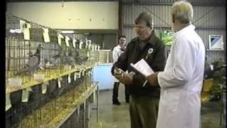 Australian National Pigeon Association  National Show Judging 20081  Video Ray Mathiesen [upl. by Ahsilrac552]