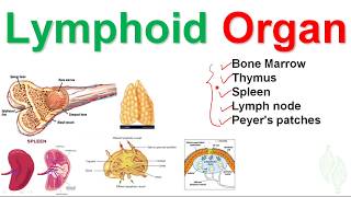 Basic Immunology 6 Lymphatic system and Lymphoid organ [upl. by Amias6]