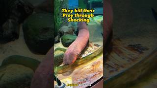 Electric Eels  How Deadly Are They eel shorts [upl. by Nuawtna]