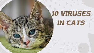 10 Viruses in Cats [upl. by Trimmer]