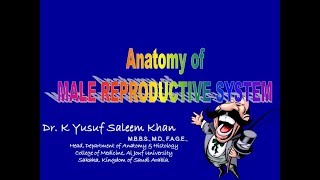 Anatomy Lecture of the TESTIS  Male Reproductive System  Dr Yusuf [upl. by Walther]