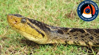 La SERPIENTE mas PELIGROSA de Latinoamerica Cazando a la víbora equis [upl. by Syl]