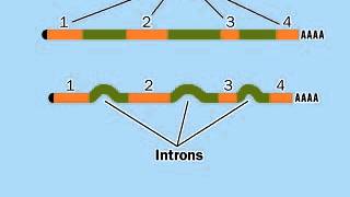 PostTranscriptional modification mRNA  RNA Processing [upl. by Madson580]