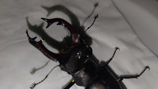 Lucanus cervus ciervo volador europeo [upl. by Haronid230]