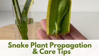 Snake Plant Propagation from Leaf Cuttings in Water A Complete Guide to Snake Plant Care [upl. by Enrak]