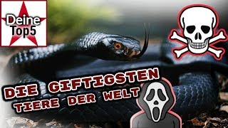 Die 5 giftigsten Tiere und ihr Talent zum Töten  30 Sek [upl. by Yrogerg]